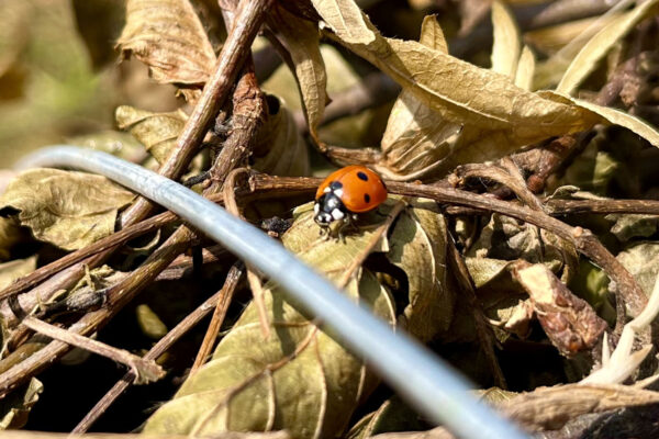 ms-gartenservice-biel-benken-naturschutz-marienkaefer