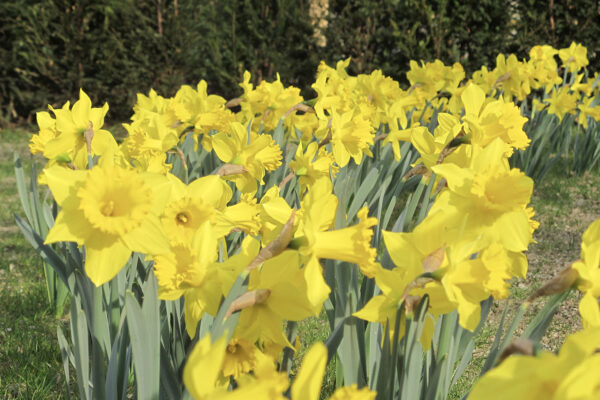 ms-gartenservice-biel-benken-osterglocken-gelb