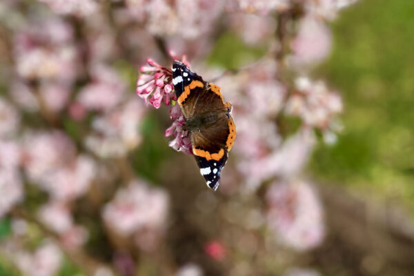 ms-gartenservice-schmetterling-naturschutz-biodiversitaet