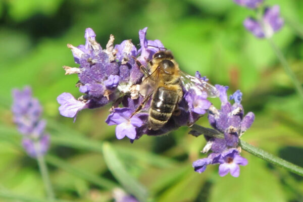 ms-gartenservice-biel-benken-lavendel-mit-biene-gross