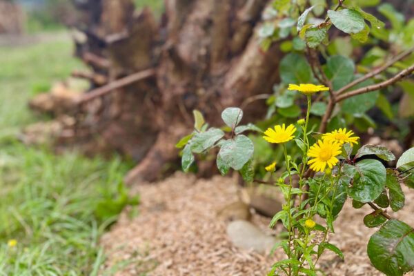 ms-gartenservice-biel-benken-naturschutz-blume-gehoelz