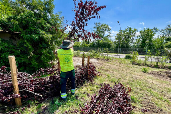 ms-gartenservice-biel-benken-naturschutz-buchen-hecke