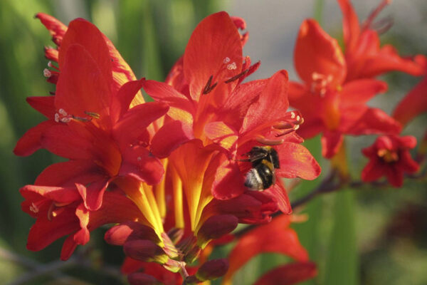 ms-gartenservice-biel-benken-rote-blueten-mit-biene