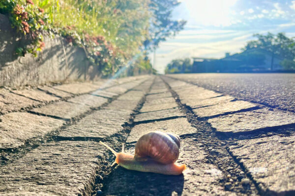 ms-gartenservice-biel-benken-weinberg-schnecke_korr