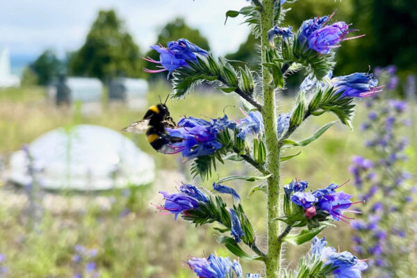 ms-gartenservice-biel-benken-wildblume-mit-biene_02