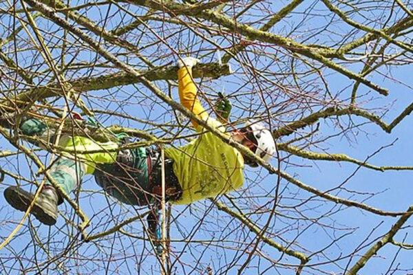 ms-gartenservice-mitarbeiter-im-baum