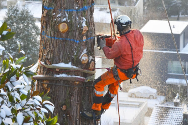 ms-gartenservice-rodungen-spezialeinsatz_014