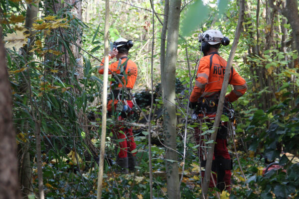 ms-gartenservice-rodungen-spezialeinsatz_wald