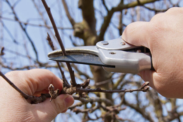 ms-gartenservice-unterhalt-und-pflege-pflegeschnitt