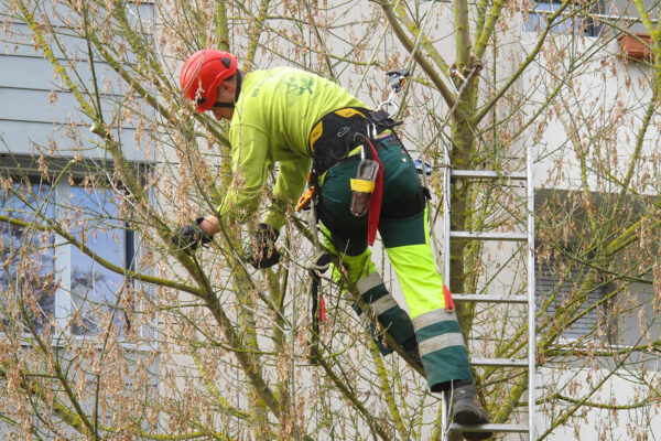 ms-gartenservice-unterhalt-und-pflege-pflegeschnitt-baume-und-strauecher